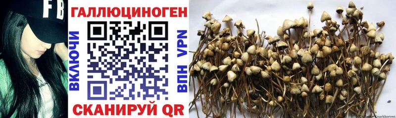 Галлюциногенные грибы Psilocybe  где найти   Богородицк 